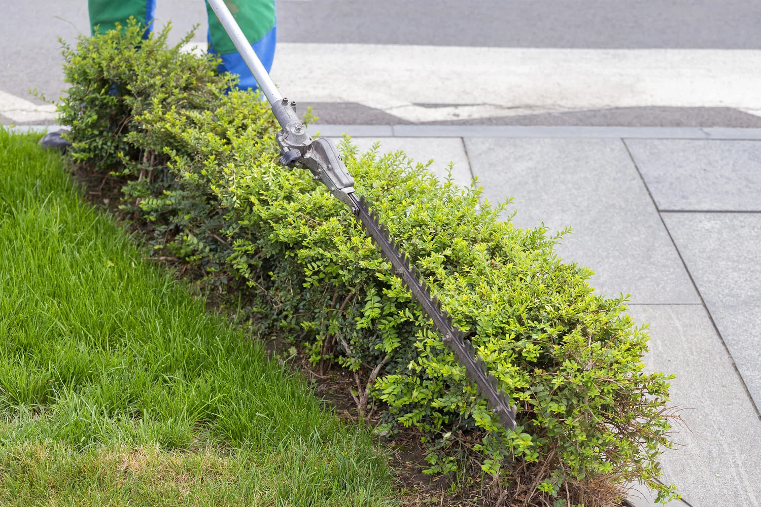 Tree and shrub trimming