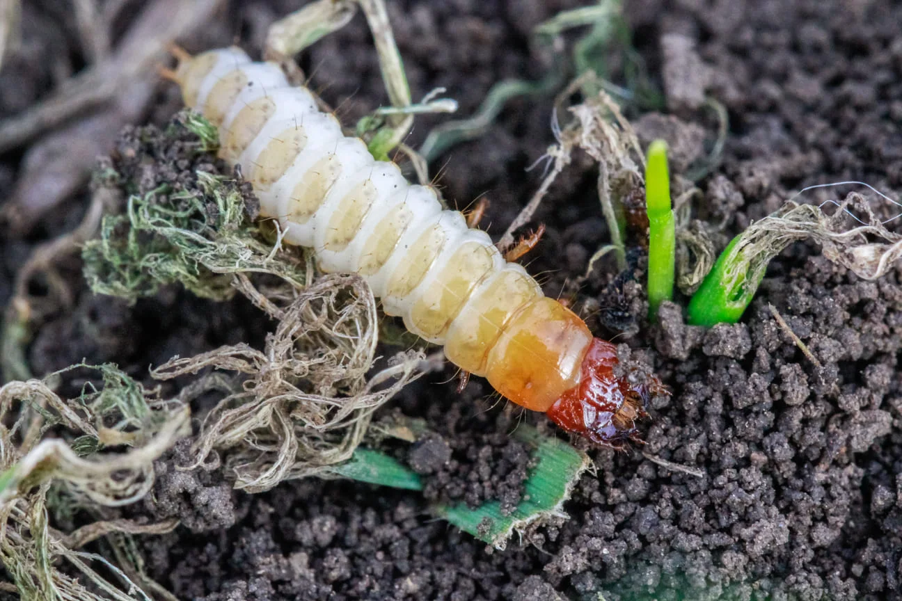 larva-of-zabrus-tenebrioides-goeze-is-a-species