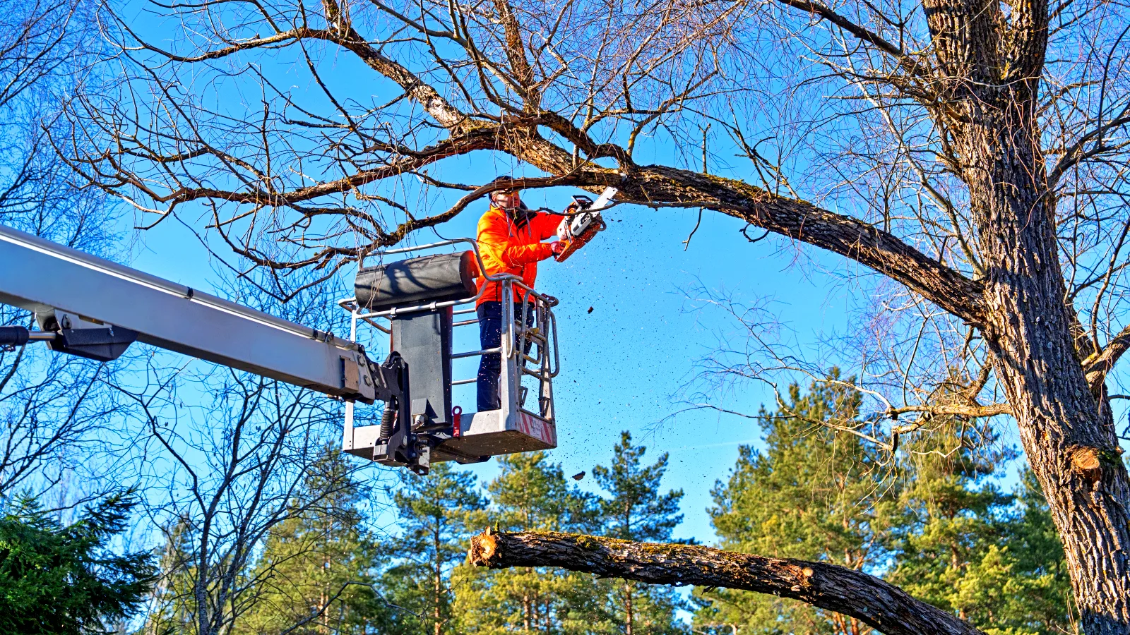 Expert tree services