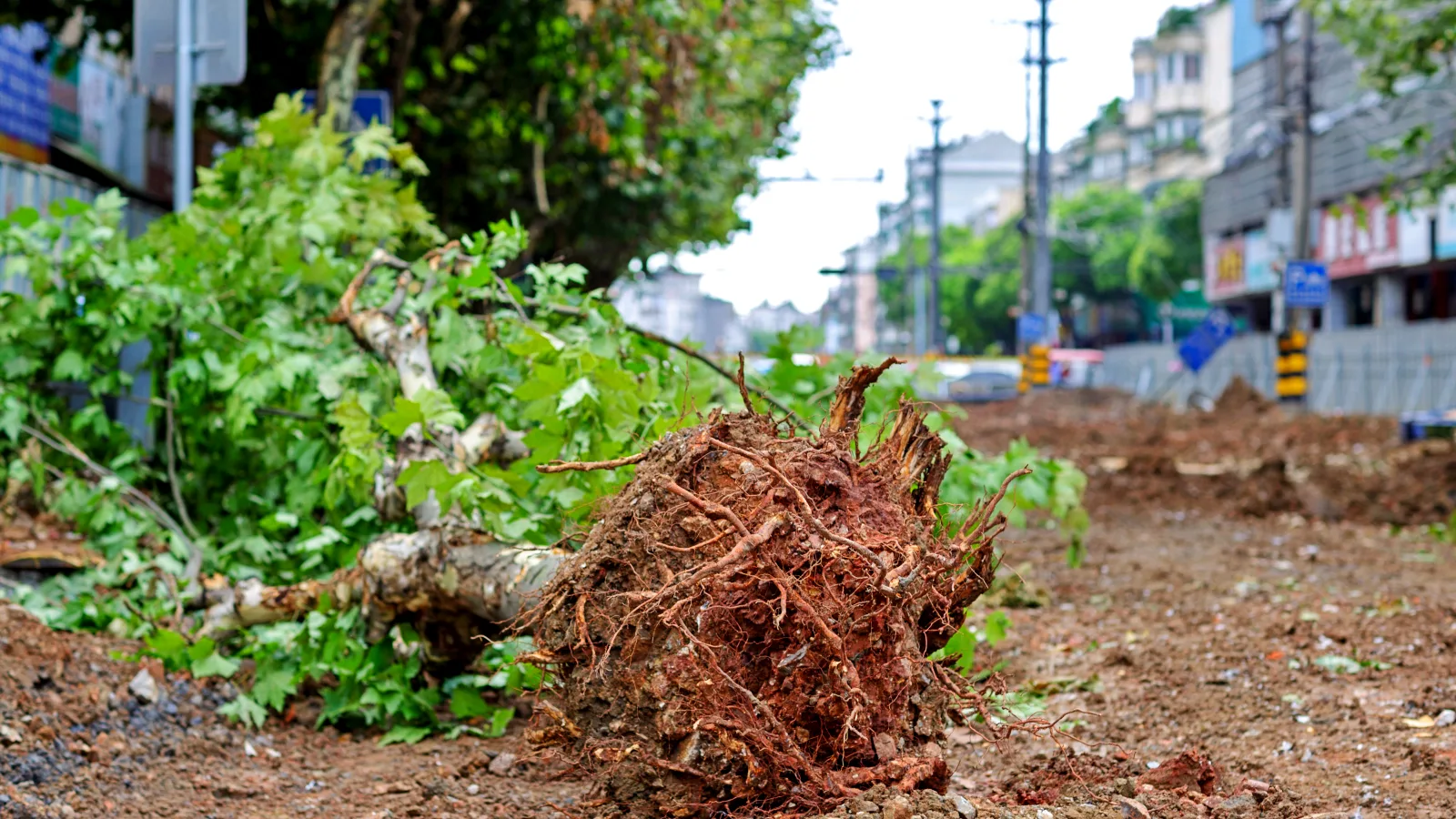0_the-tree-is-uprooted-from-the-earth-with-roots-and-2026-01-05-23-38-20-utc Expert cleanup services