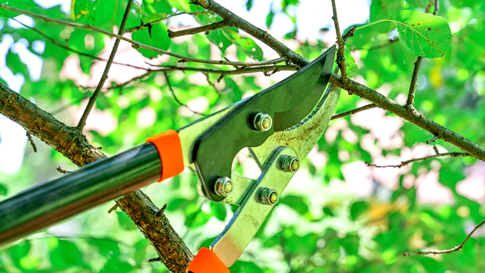 Strategic Tree Services