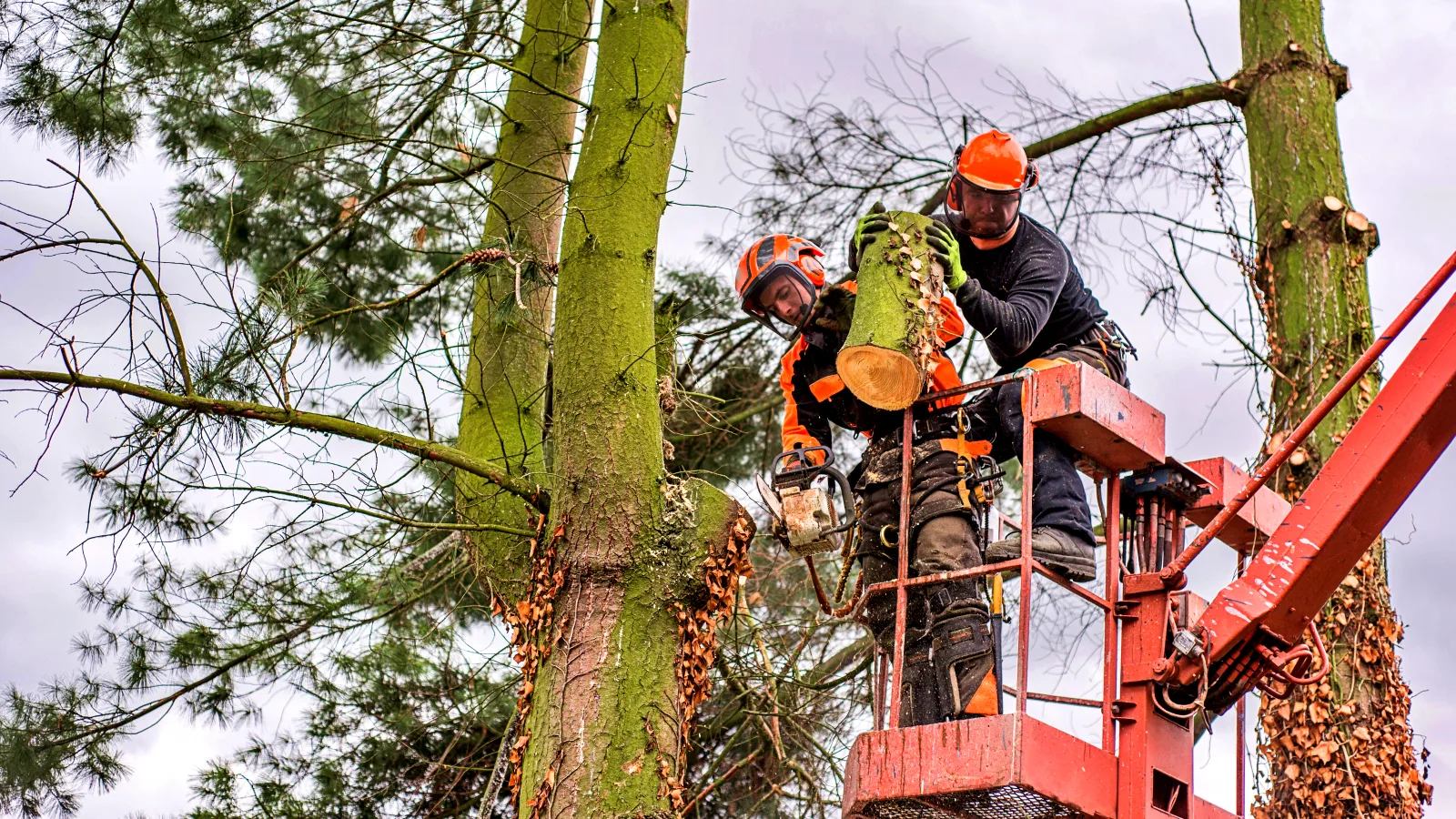 Advanced Tree Services