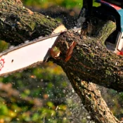 Heavy Branches Extending Over Rooflines or Structures