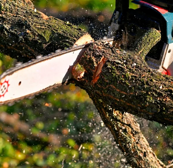 Tree Service