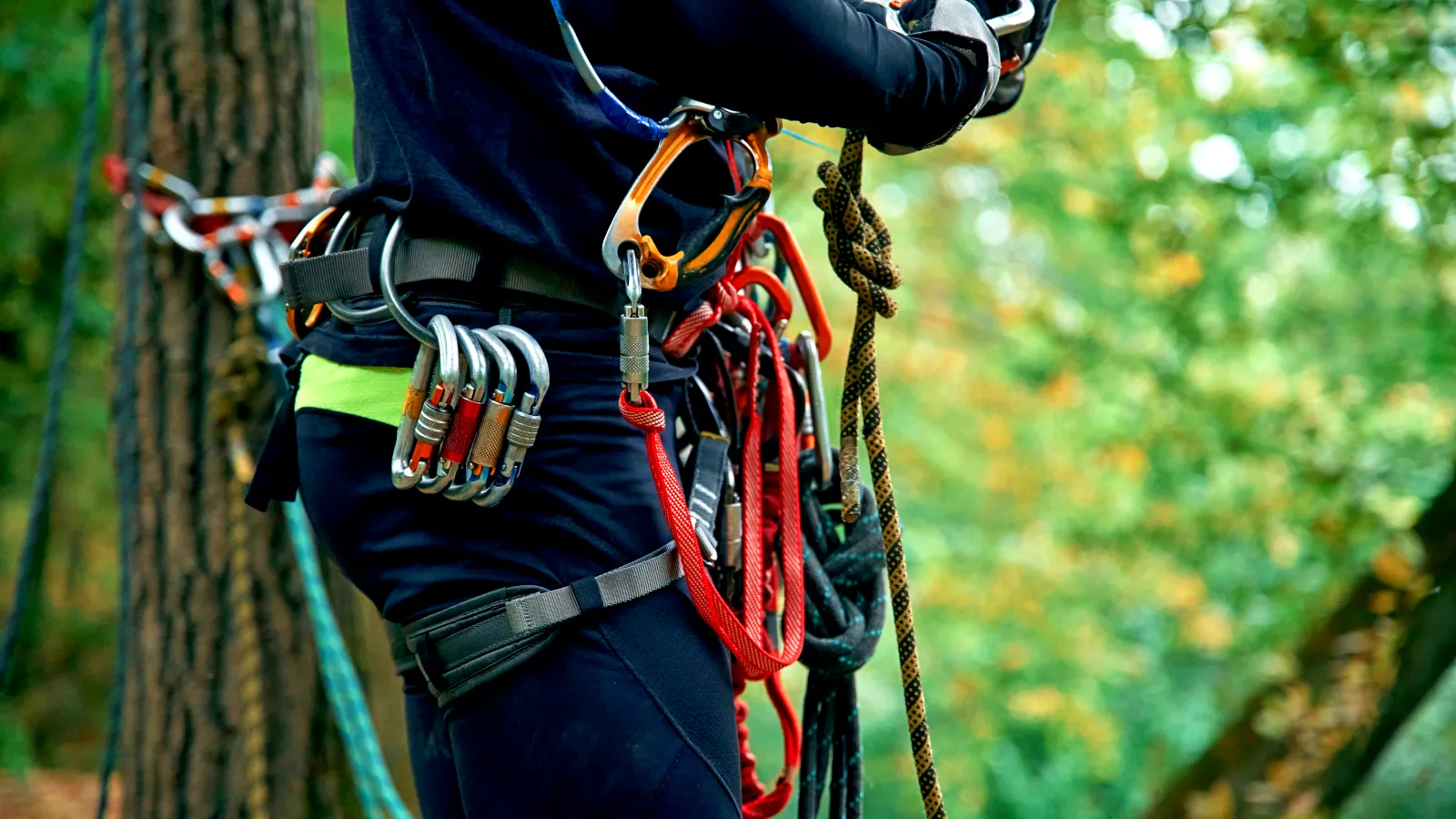 Premium Tree Services
