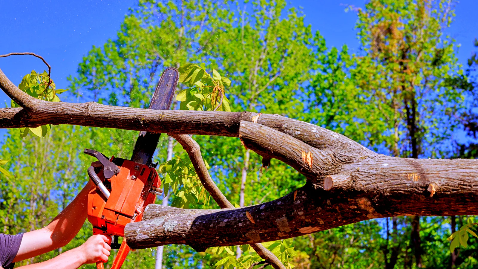 0_cutting-down-a-tree-stump-with-a-chainsaw-in-a-woo-2026-05-07-20-07-33-utc Quality Tree Management
