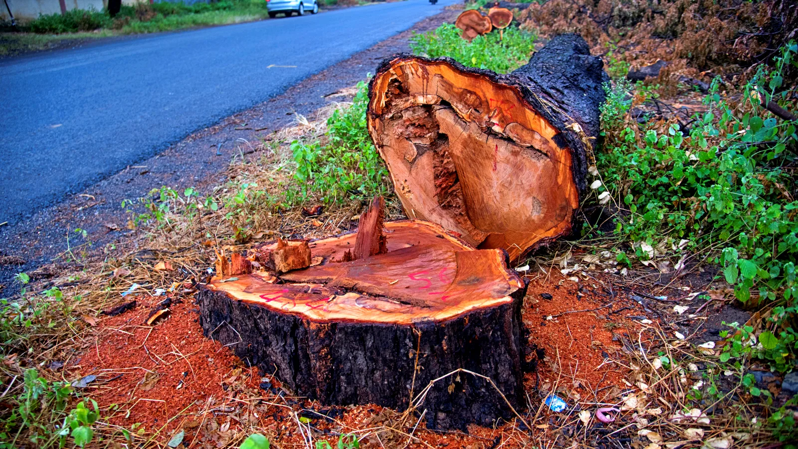 Commercial & Residential Tree Care