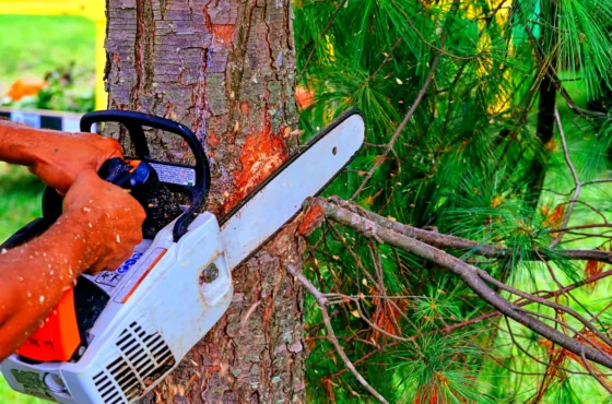 Tree Services in Mooresville NC
