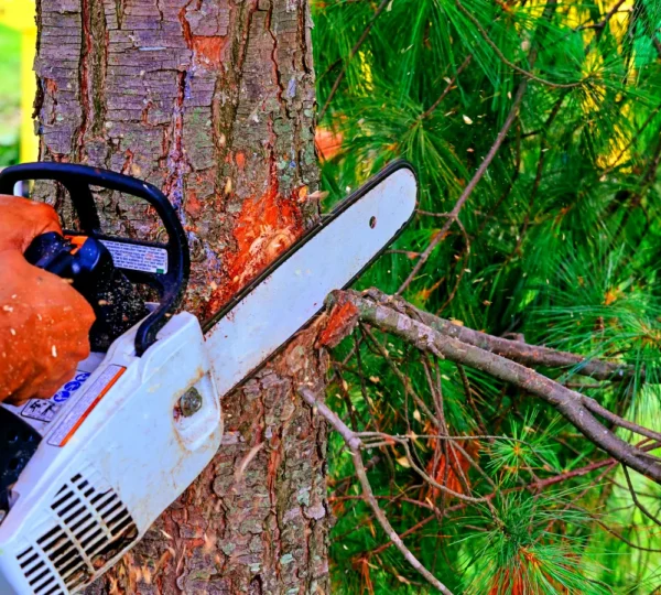 Tree Services in Mooresville NC