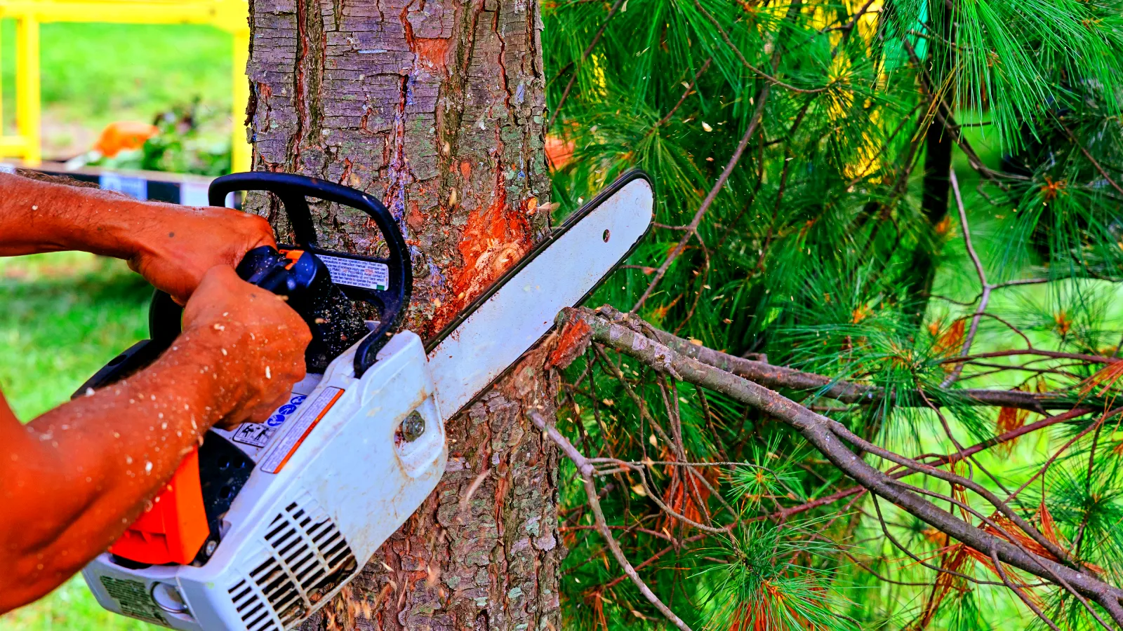 Sustainable Tree Solutions