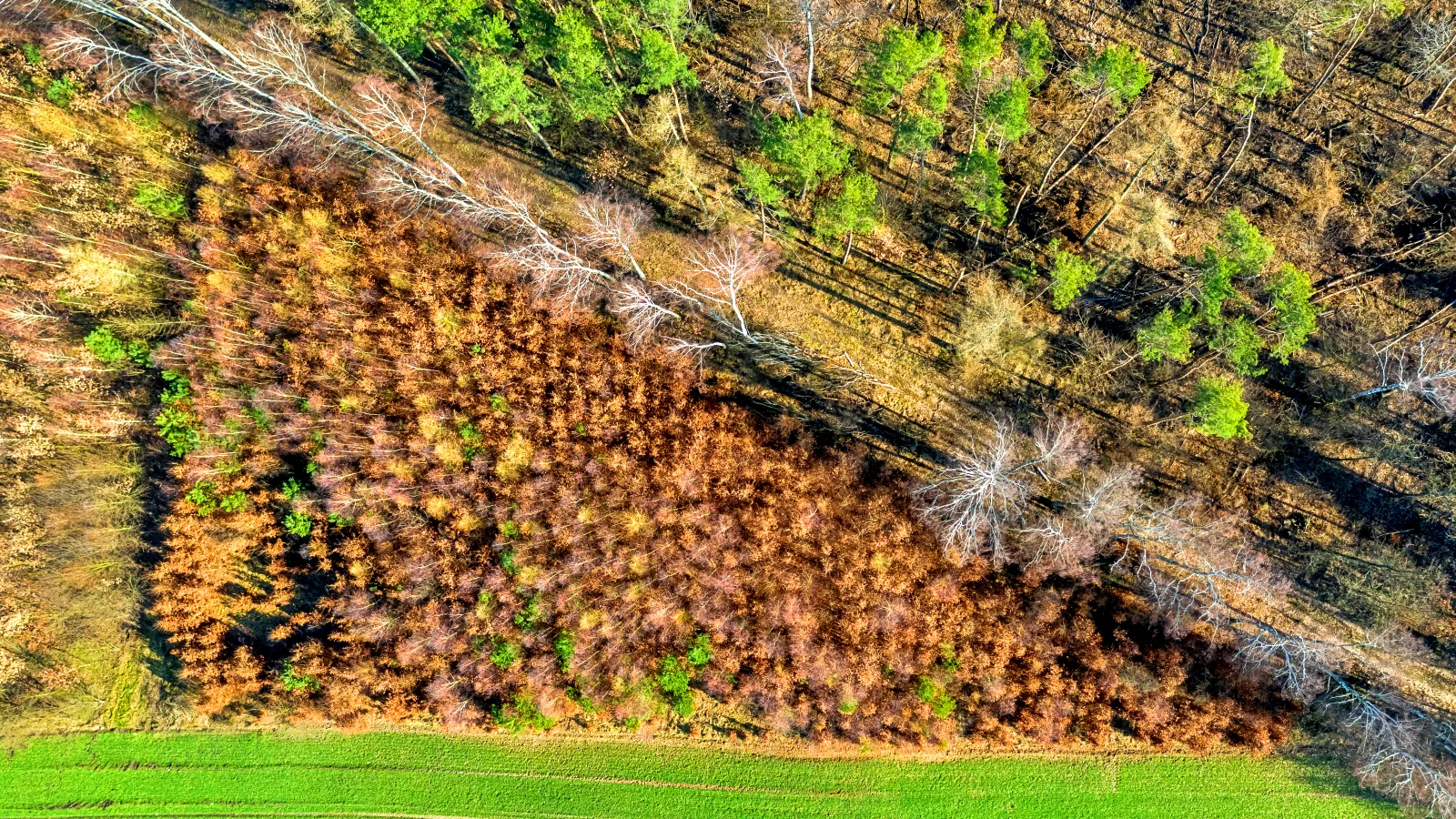 Professional Tree Services