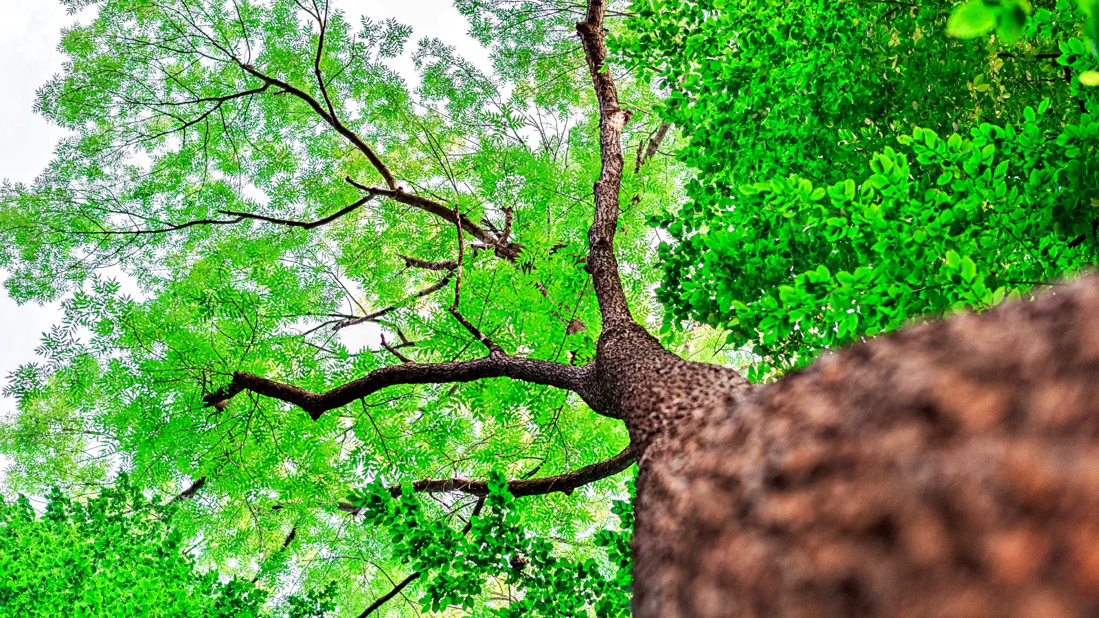 0_forest-trees-nature-green-wood-sunlight-backgroun-2026-03-26-02-31-15-utc Affordable Tree Services