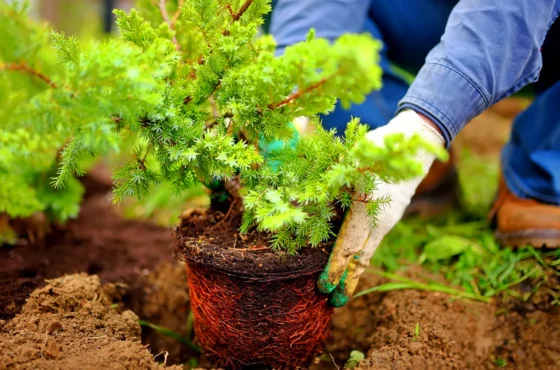 Tree Services in Davidson NC