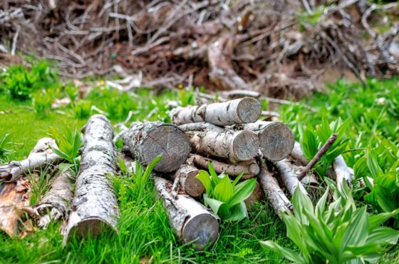 Tree Services in Cornelius NC