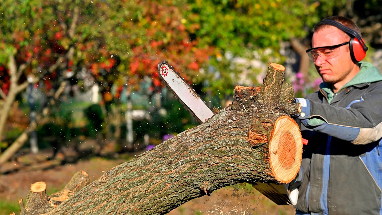 Heavy-Duty Tree Removal