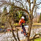 Visible Leaning, Trunk Cavities, or Fungal Growth
