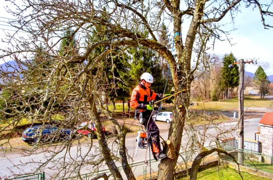 Tree Services in Belmont NC