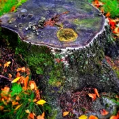 Root Damage, Fungal Growth, or Bark Decay