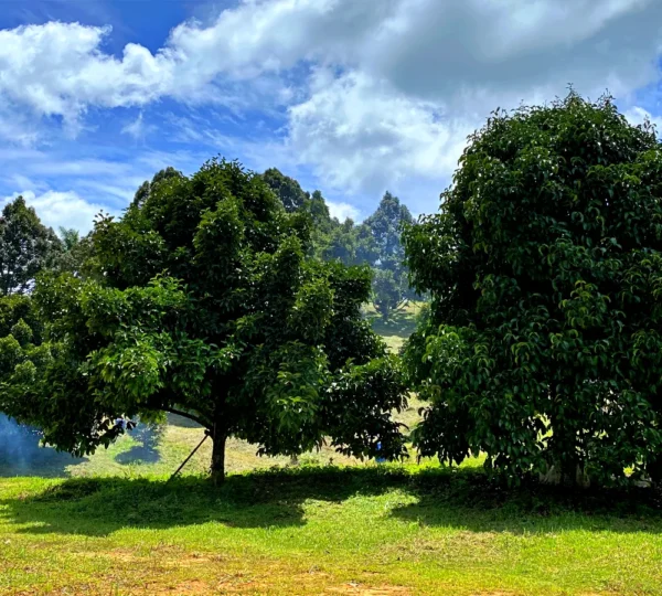 Tree Services in Fort Mill NC