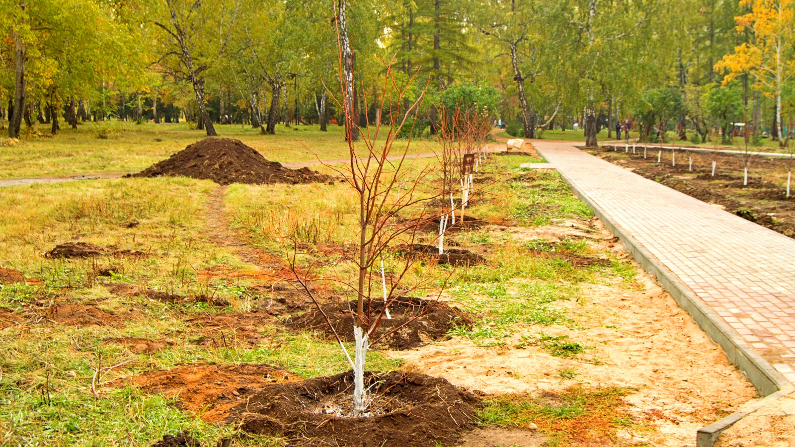 0_planted-young-trees-along-the-alley-in-the-autumn-2026-03-17-14-31-59-utc Year-Round Tree Solutions