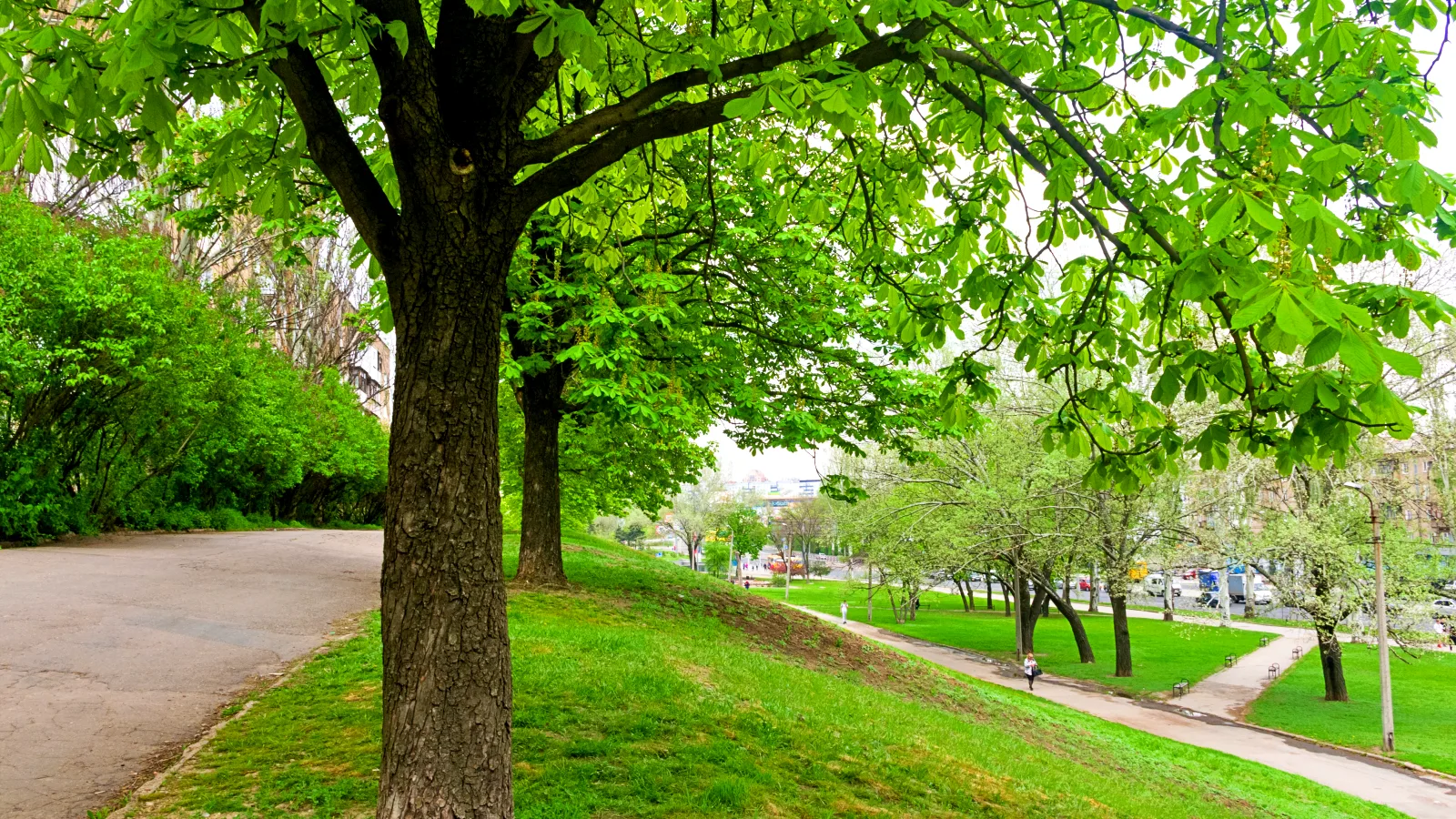 0_spring-city-park-blooming-flower-and-trees-brig-2026-03-26-02-20-50-utc Pro-Tier Tree Solutions
