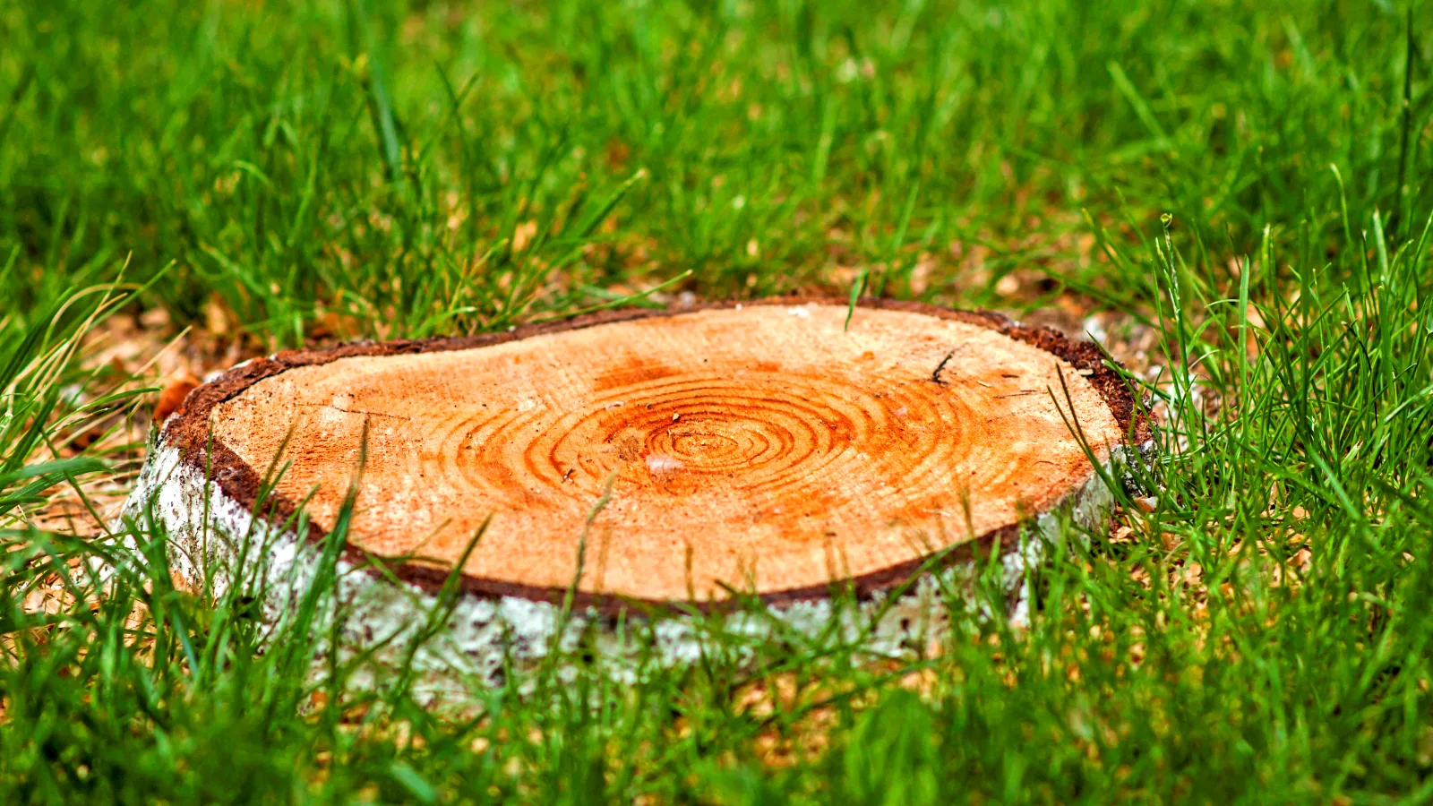 Essential Tree Care