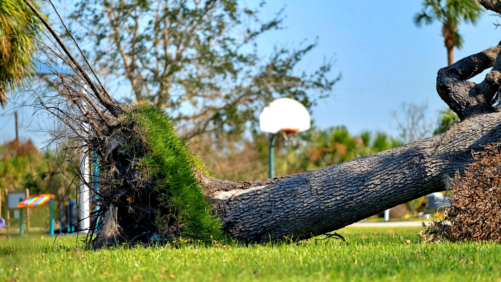 Commercial Tree Specialists