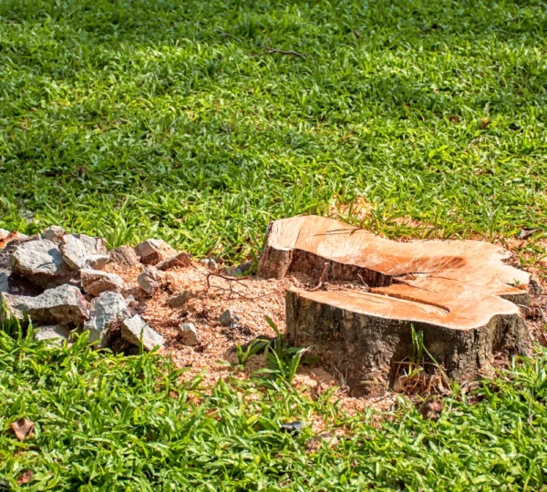 Tree Services in Harrisburg NC