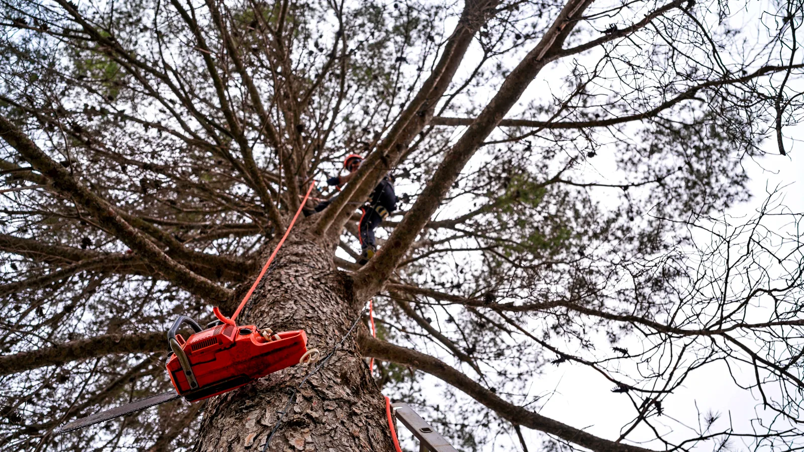 Affordable Tree Services