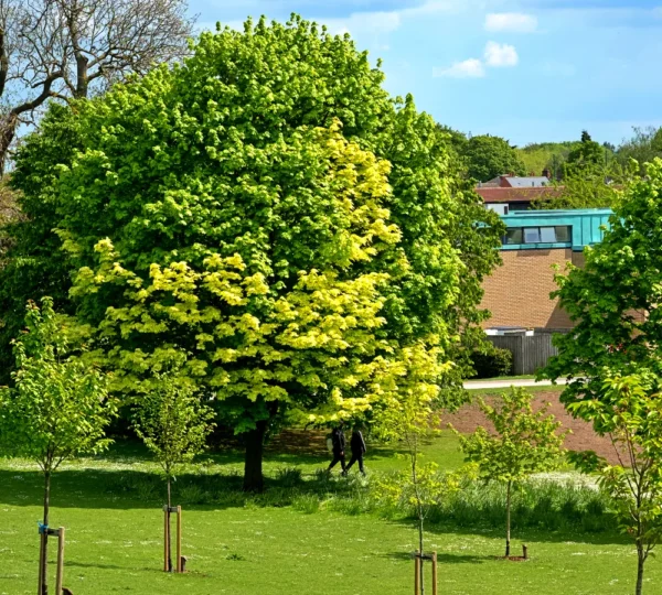 Tree Services in Matthews NC