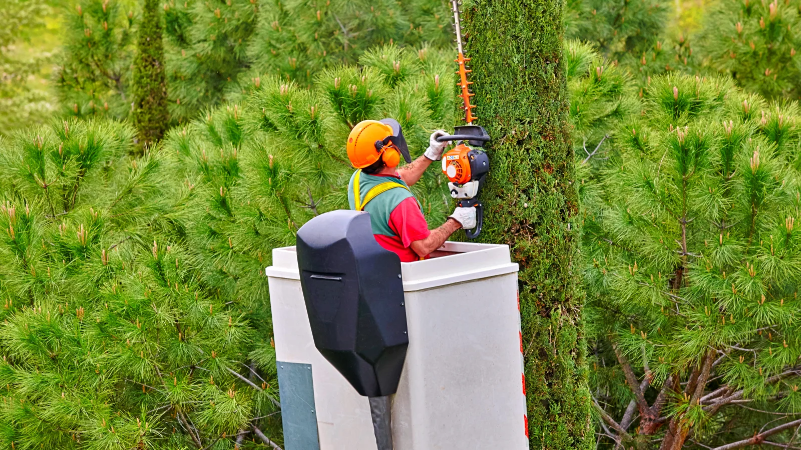 Everyday Tree Solutions