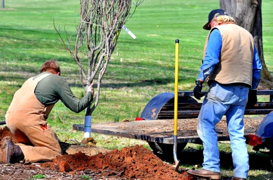 Tree Services in Statesville NC