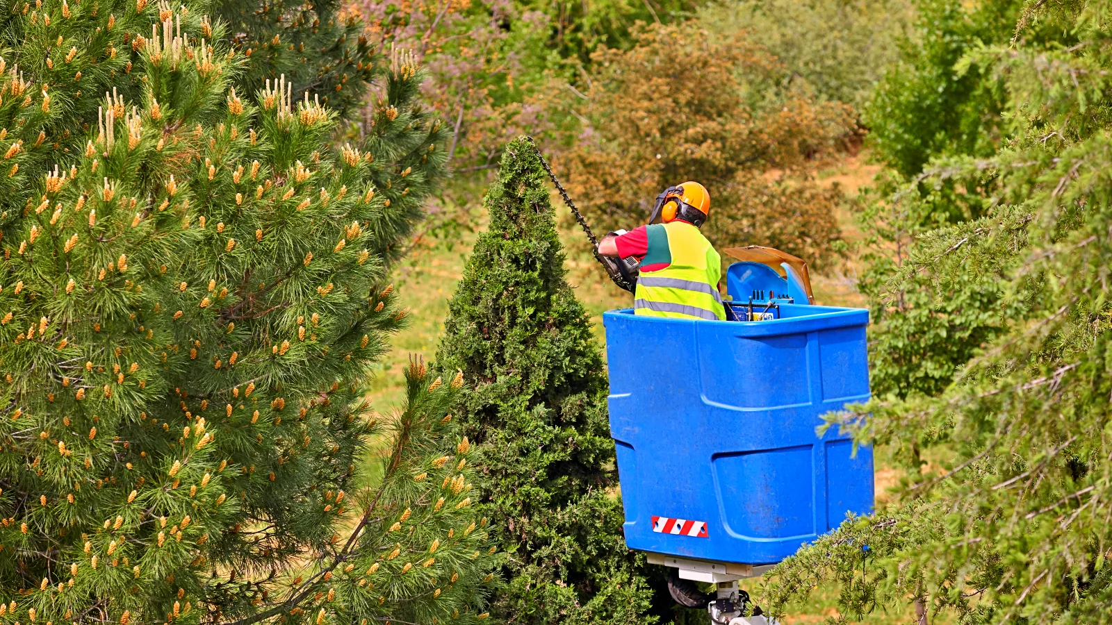 First-Class Tree Services