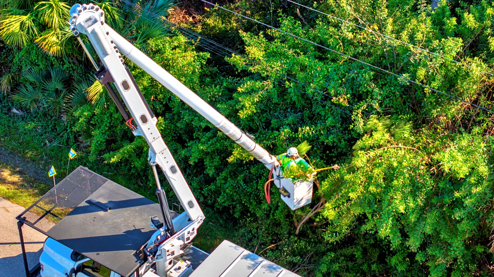 Modern Tree Maintenance