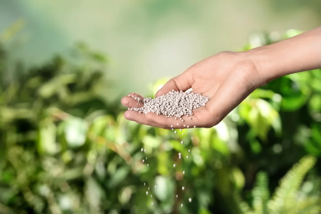 best time to fertilize a lawn in North Carolina
